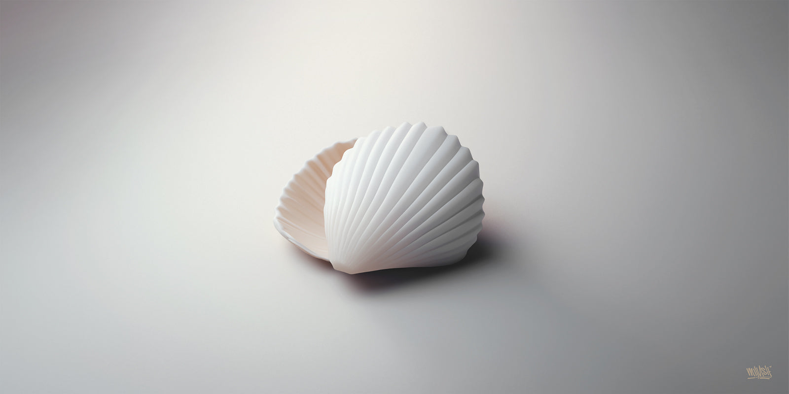 THE 1ST WHITE SEASHELLS
