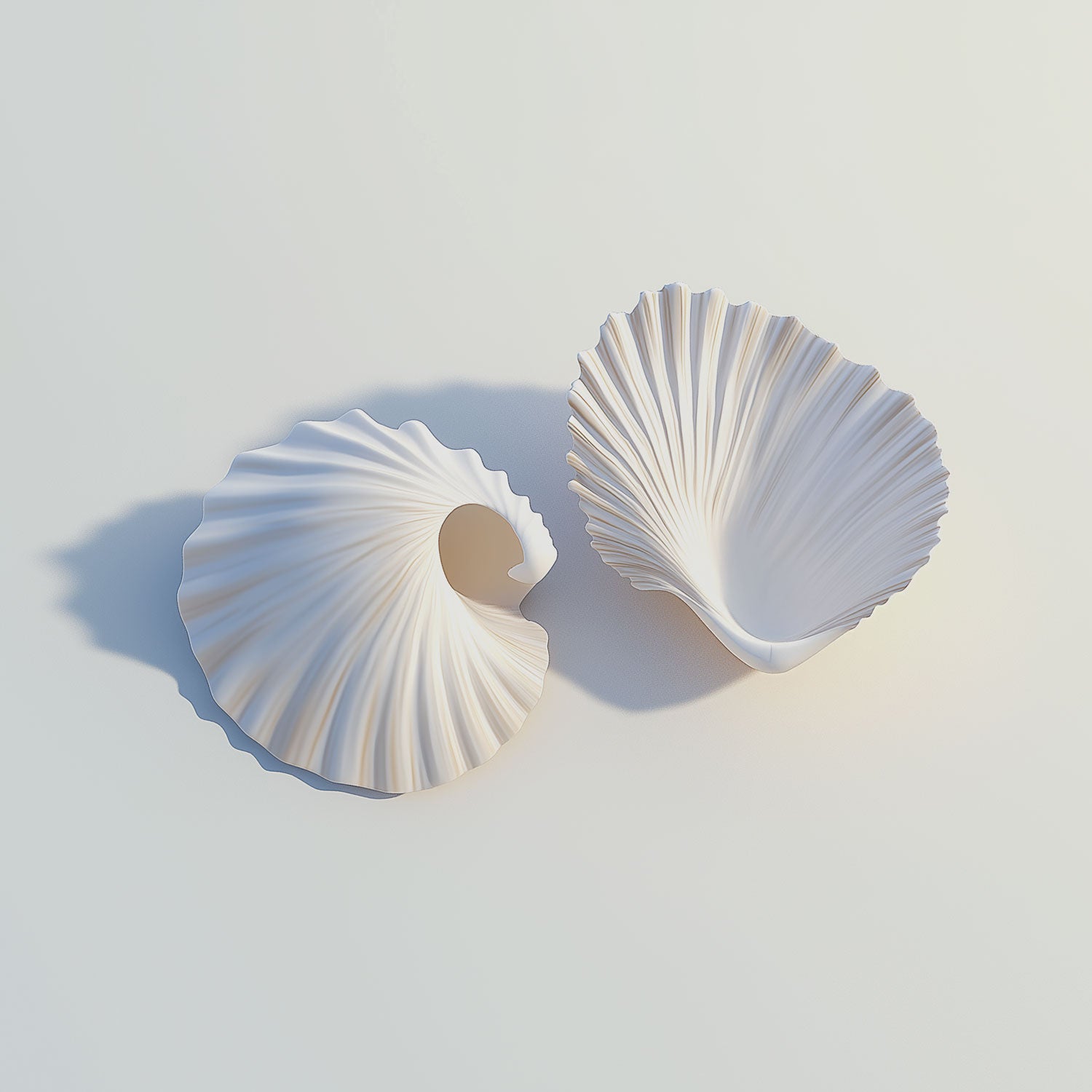 WHITE SEASHELLS